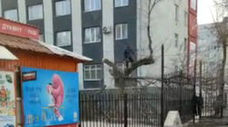 На территории общежития МУКа спилили дерево. Видео