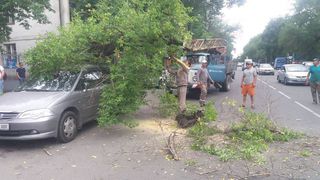 Сотрудники «Бишкекзеленхоза» убирают упавшее дерево на Киевской-Манаса (фото)