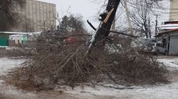 Бишкекчанин просит убрать ветки, оставшиеся после вырубки. Фото
