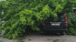 В Кызыл-Аскере на «Степвагон» упало дерево. Фото