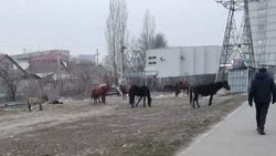 На Медерова пасутся лошади и коровы. Фото