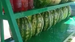 В Новопокровке питьевой водой охлаждают арбузы. Видео