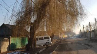 Аварийные деревья на пересечении Абаканской-Белгородской в ближайшее время будут убраны