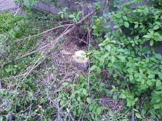 В Лебединовке возле школы №2 срубили деревья