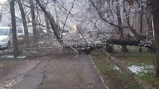 Фото — На С.Чокморова-К.Акиева упало дерево