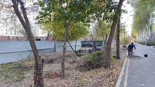 На Айтматова произвели обрезка порослей и сорняков, которые портили вид тротуара, - «Бишкекзеленхоз»