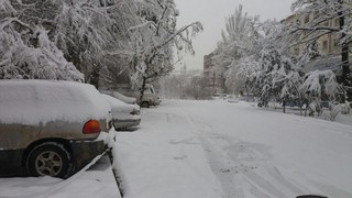 В Бишкеке деревья под тяжестью снега упали на дороги и машины <i>(фото, видео)</i>