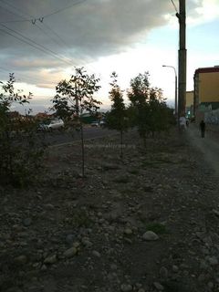 В верхнем Джале засыхают деревья из-за того, что после ремонта ул.Тыналиева не стало арыков, - читатель (фото)