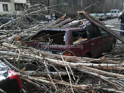 Фото — На Чокморов-Тимирязева дерево упало на машину