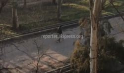 Житель Бишкека интересуется, законно ли вели отстрел собак на Чуй-7 Апреля? <i>(видео)</i>