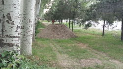 Бишкекчанин интересуется, для чего высыпали песок на газон в мкр. Асанбай?