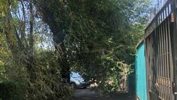 На Суюмбаева–Фрунзе ветка дерева перекрыла тротуар (фото)