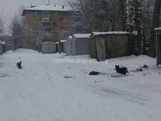 Жители Первомайского и Аламединского районов жалуются на бродячих собак (фото, видео)
