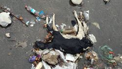 Житель Токмока жалуется на свалку из шкур баранов и трупов животных. Видео и фото