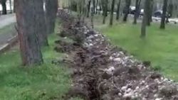 В городке Совмина повредили корни сосен, копая траншеи для освещения, - местный житель. Видео