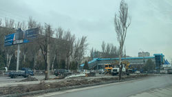 Зачем на Алматинке вырубают деревья? Фото