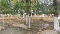 Деревья на территории школы №73 в мкр Тунгуч поливаются своевременно, - мэрия