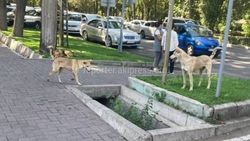 Бишкекчанка жалуется на собак в центре города. Ответ мэрии