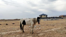 Владелец лошадей, которые паслись на Ахунбаева, оштрафован на 3 тыс. сомов