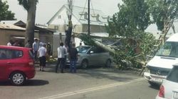На Алматинке дерево упало на машину. Видео
