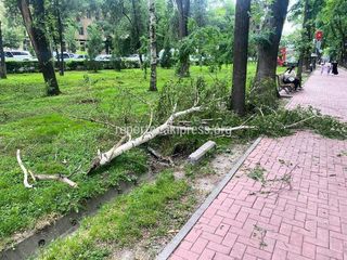 «Бишкекзеленхоз» убрал сломанные из-за ветра ветки на бульваре Эркиндик