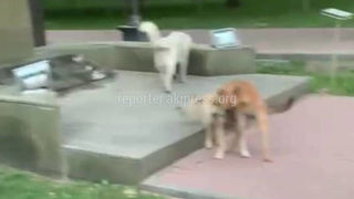 «Тазалык» в ближайшее время примет меры в отношении бродячих собак на бульваре Эркиндик