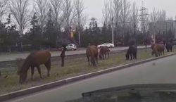 Видео – В микрорайоне Асанбай пасутся лошади