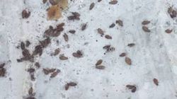 Бишкекчанин интересуется, почему в городе так много мелких насекомых похожих на клопов? (видео)