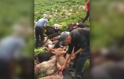 В горах Иссык-Куля молния убила стадо овец. <b>Видео</b>