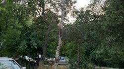 В 7 мкр возле дома №1 засохшие деревья могут упасть на детскую площадку (фото)