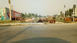 На Южной магистрали пасутся бараны и коровы <i>(фото)</i>