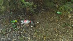 В 7 мкр в лесопосадке возле дома №39 каждый день сидят наркоманы и бомжи (фото)