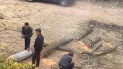 На ул.Ажыбек Баатыра строительная компания срубила здоровые деревья, - горожанин (видео)