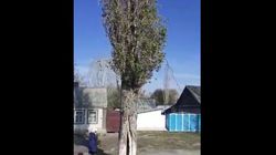 Жители села Панфилов просят убрать старые деревья