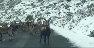 Видео — Очевидцы сняли горных козлов на перевале Отмок