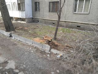 В городке строителей Аламединского района идет вырубка деревьев (фото)