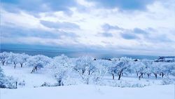 В канун Нового года на Иссык-Куле выпал сказочный снег. Фото