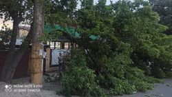 «Бишкекзеленхоз» убрал упавшее на «Степвагон» дерево. Фото