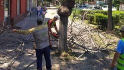 На Турусбекова вырубают сухие деревья, - «Бишкекзеленхоз»