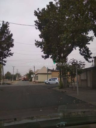 Ветки дерева закрывают светофор на улице Ленина в городе Кочкор-Ата