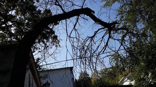 Горожанин просит убрать сухие ветки деревьев на улице Токтогула