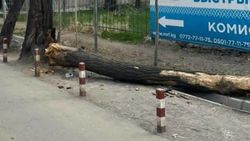 Сотрудники «Бишкекзеленхоза» убрали с Киевской сломавшееся дерево