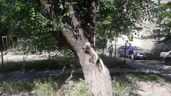На ул.Циолковского дерево может упасть на детскую площадку. Фото Джалиля
