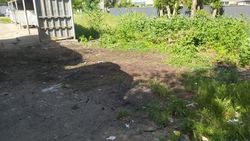 «Комтранском» убрал мусор вокруг мусорных баков на Суванбердиева. Фото