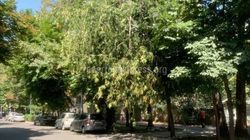 В Бишкеке на Раззакова у дерева сломалась большая ветка — она вот-вот упадет на дорогу