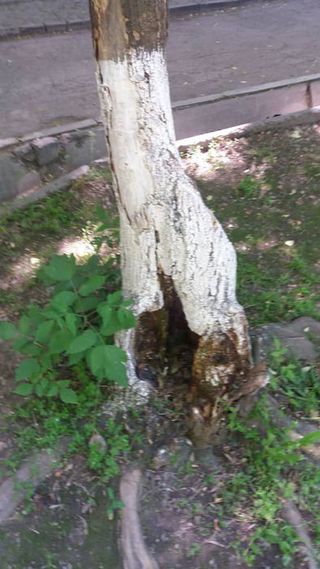 Мэрия Бишкека снесла аварийное дерево на Токтогула-Турусбекова