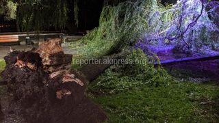 В сквере на Чуй-Абдрахманова упало дерево. Фото