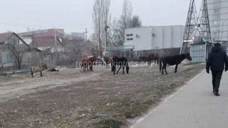 Милиция нашла хозяина лошадей, которые паслись на Медерова. Фото