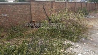 Деревья на территории физкультурного вырубил не «Бишкекзеленхоз», - мэрия