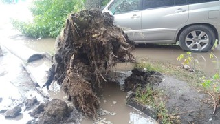 На Месароша-Абдраева в Бишкеке <b>большое дерево упало на автомашину</b> Toyota <i>(фото)</i>